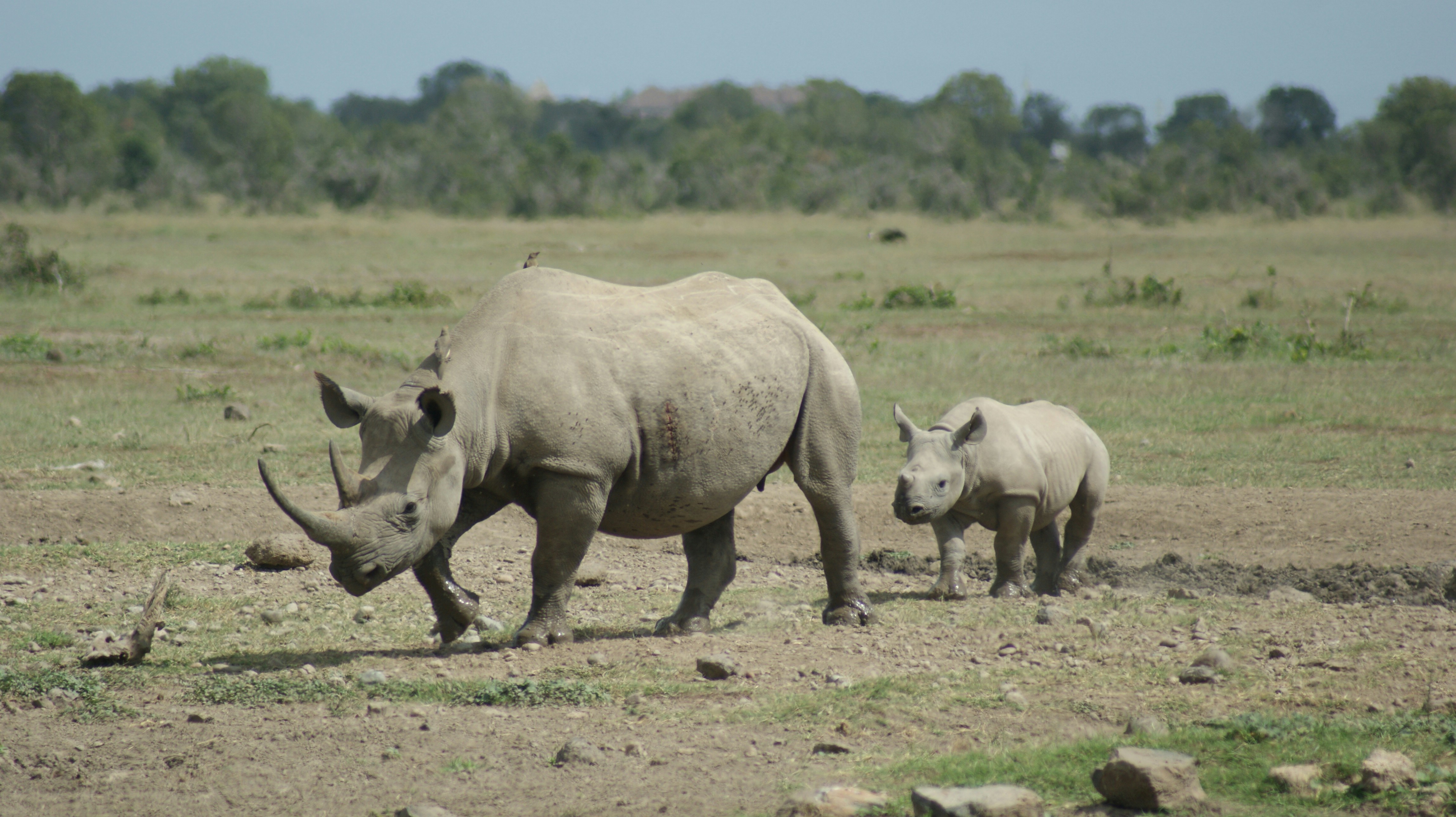 Ol Pejeta